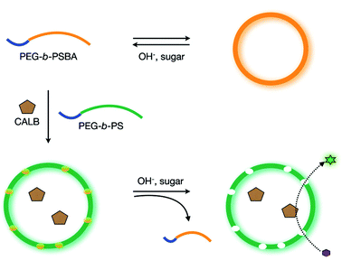 Polymersome with a controllable permeability based on a selective dissolution of sugar-responsive boronic acid block copolymers. (Reprinted with permission from ref. 31).