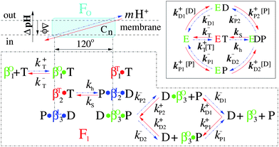 The detailed coupling reaction scheme of the holoenzyme FoF1-ATPase. Synthesis pathway runs from right to left (red solid line), whereas hydrolysis one runs from left to right (blue dashed dots). T, D and P represent ATP, ADP and Pi respectively. The green, blue and red β subunits denote “open”, “loose” and “tight” conformations (labeled by the superscripts O, L and T of β respectively) and correspond to βE, βDP and βT in the Walker structure.9 The inset shows the reversible reaction pathways of the enzyme F1.21