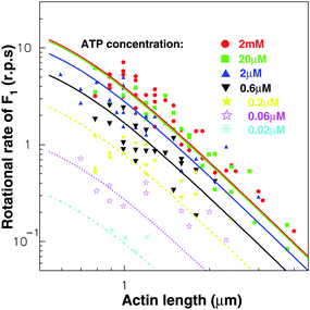 The CCW rotational rate of an isolated TF1versus L at different ATP concentrations. Symbols come from experiment10 while curves are fitted by our model with parameters K′MT = 0.8 μM and U = 2kBT. Here ξr = (π/3)ηL3/[ln(L/2r) − 0.447]61 with the radius of filament r = 5 nm and the medium viscosity η = 10−9 pN s nm−2.21