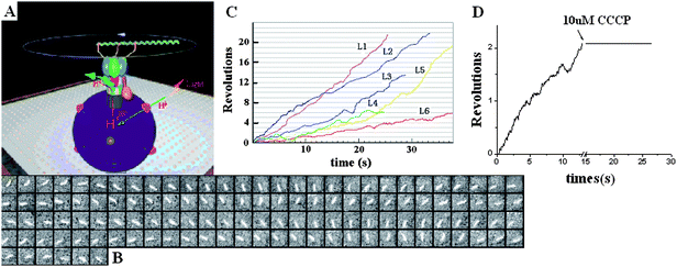 (A) The system used for observation of the Fo in the proteoliposome which was immobilized on the cover glass with biotin–streptavidin–biotin. (B) The sequential images of a clockwise rotating fluorescent actin filament. Time interval is 100 ms. (C) Time courses of the actin filament rotation with different lengths. The fluorescent filament was attached to the β subunits through His-tag. The length of filaments denoted L1, L2, L3,L4 ,L5 and L6 are 1.7, 1.9, 2.0, 2.3, 2.8 and 3.3 μm respectively. (D) The rotation was inhibited by adding CCCP, which verified the motor was indeed driven by transmembrane ΔpH.13