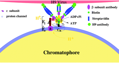 A schematic illustration of the activity regulation assay. The holoenzyme is a complex of two rotary motors Fo and F1. Fo motor was constituted by a subunit (stator) and n channel (cn, rotor). α3β3 crown (stator) and γ subunit (rotor) formed the F1 motor. The complex of b2 and δ subunits fixed the two stators, whereas the two rotors are mechanically coupled by the ε subunit. External complexes are linked on β subunits to regulate the holoenzyme activity.