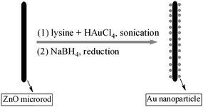 Schematic illustration of the one-pot procedure for assembling Au nanoparticles on ZnO microrods.