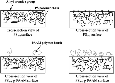 Schematic illustration of the difference in density of polymer brushes via surface-initiated ATRP from a PSn-a and PSn-c nanofiber. Reprinted from ref. 46.