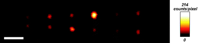 The TPI-PL signal for an xy-plane scan of rods of length 500 nm to 1 μm. Pixel integration time was 0.5 μs. Scale bar length is 1 μm. The reduction in length of the gold nanorod makes the two distinct peaks at the two ends approach each other. We attribute the differences in exact peak shape to differences in the surface properties of the rods due to imperfections in the electron-beam lithography process. This is, on the other hand, an additional feature to prove our point that we clearly observe an effect that is not dependent on the overall length of the rod.