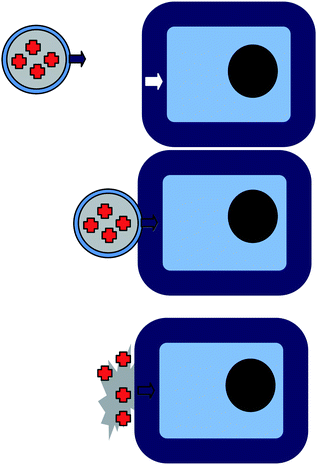 Multifunctional core–shell nanoparticles for drug delivery (“smart bombs”).