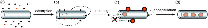 Schematic representation of the mechanism proposed for the filling of carbon nanotubes with gold nanoparticles. Nanoparticles adsorb onto the exterior surface of the carbon nanotubes at room temperature during solution-phase mixing (a and b). In (b), the two arrows indicate the reversible encapsulation of small nanoparticles. The nanoparticle size increases during treatment in supercritical carbon dioxide due to Ostwald ripening (c) reaching a snug-fit diameter that leads to irreversible encapsulation of nanoparticles (d).