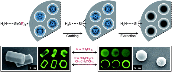 Top: schematic representation of external surface functionalization by grafting to as-synthesized mesoporous silica. Bottom: scanning electron microscopy images of ASNCs (left) and mesoporous silica spheres (right). The corresponding CLSM images taken after fluorescent labeling of the amino groups indicate that the degree of pore surface grafting strongly depends on the type of silane. Three particles are shown for each silane/silica combination. Optical slices in the center of the particles were selected.32