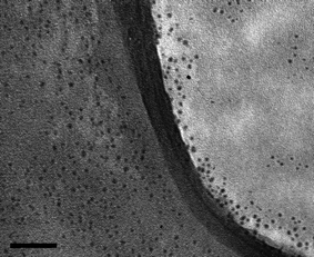 Transmission electron microscope (TEM) image of ZnS : Cu (0.2%) NCs. The scale bar is 50 nm.