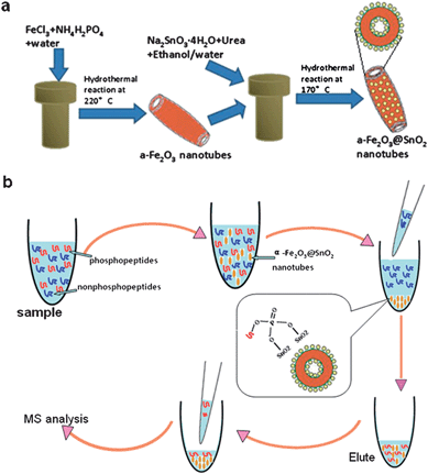 (a) The synthesis route to core–shell structured α-Fe2O3@SnO2 nanotubes; (b) procedures for the analysis of phosphopeptides by using α-Fe2O3@SnO2 nanotubes.