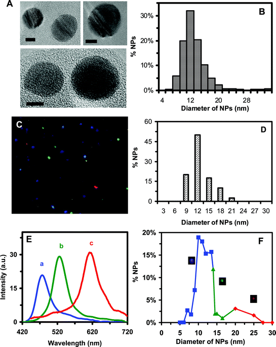 Characterization of sizes, shapes and plasmonic optical properties of single Ag NPs dispersed in cell culture medium: (A) HRTEM images of representative single Ag NPs show nearly spherical NPs. The scale bars are 5 nm. (B) Histogram of more than one hundred single Ag NPs measured by HRTEM in (A) shows the average diameter of NPs at 11.3 ± 2.3 nm. (C) Representative dark-field image of 0.46 nM Ag NPs in the medium shows single blue, green and red NPs. (D) Histogram of size distribution of Ag NPs in the medium measured by DLS shows the average diameter of NPs at 11.0 ± 2.1 nm. (E) LSPR spectra of representative single Ag NPs show a peak wavelength (λmax) at 467, 531 and 616 nm, corresponding to blue, green and red NPs, respectively. (F) Correlation of histogram of distribution of colors (λmax of LSPR spectra) of single NPs with their sizes determined using HRTEM in (A) shows 78% of blue (5–14 nm), 17% of green (14–20 nm) and 5% of red (20–32nm) NPs, allowing us to determine the sizes of single NPs in solution in real-time using DFOMS.