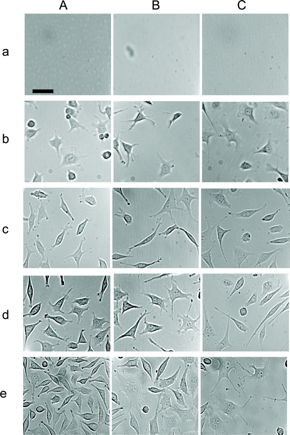 Study of inhibitory effects of Ag NPs on the growth of single tumor cells in a dose and time dependent manner. Representative optical images of cells on the surface of flasks, which contain the medium with (A) 0, (B) 0.23 and (C) 0.46 nM Ag NPs, at (a) 0, (b) 12, (c) 24, (d) 48, and (e) 72 h. The scale bar = 50 μm.