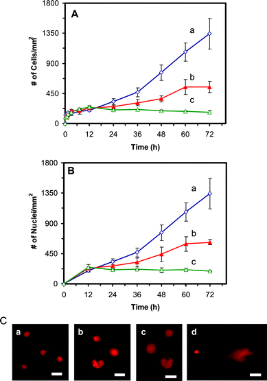 Study of cytotoxic and genotoxic effects of Ag NPs on the tumor cells: Plots of (A) number of cells and (B) number of nuclei per mm2, versus incubation time, for cells that are cultured in the medium containing: (a) 0, (b) 0.23, and (c) 0.46 nM Ag NPs, show that Ag NPs significantly affect (A) the growth and (B) division of the cells, in a dose and time dependent manner, after 12 h of culture time. (C) Fluorescence images of EtBr-DNA of single cells characterized using comet assay. The cells are incubated with the medium containing (a) 0, (b) 0.23 and (c) 0.46 nM of Ag NPs for 72 h, showing that the intracellular DNA of single cells is intact. (d) The positive control experiment carried out by using the cells that were treated with 880 μM of H2O2 for 15 min, shows a long trail (comet) of intracellular DNA of single cells under gel electrophoresis, which suggests the fragmentation of intracellular DNA by H2O2. The scale bar = 20 μm.