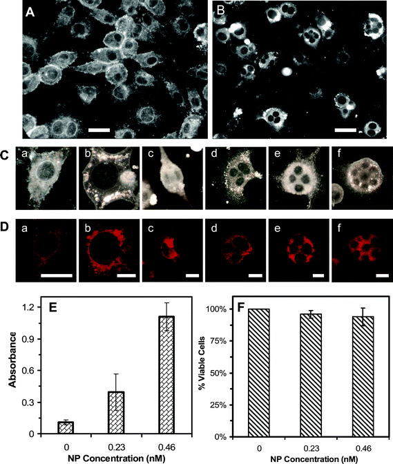 Imaging and characterization of effects of Ag NPs on morphology, viability, and membrane integrity of the tumor cells. Optical images of cells cultured on the coverslips in the medium with (A) 0 and (B) 0.46 nM Ag NPs for 72 h, show the drastic effects of Ag NPs on the cellular morphologies. (C) Selected images of single cells from (A) and (B) show (a) normal and (b) abnormal cells with undivided giant nuclei and (c–f) multiple nuclei. (D) Fluorescence images of cells in (C), which are characterized using mitotracker-orange assay, show that the cells are viable. (E) Absorbance of reduced MTS by intracellular dehydrogenase at λmax of 490 nm, for the cells cultured in the flasks containing the medium with 0, 0.23 and 0.46 nM Ag NPs for 72 h and assayed by MTS assay, shows that the cells are alive. (F) Plot of the percentage of viable cells, cultured in the flasks containing the medium with 0, 0.23 and 0.46 nM Ag NPs for 72 h, and characterized using trypan blue assay, shows that the majority of cells (>94%) incubated with Ag NPs are alive and their membranes are intact. The scale bar in (A) and (B) = 50 μm, (C) and (D) = 20 μm.