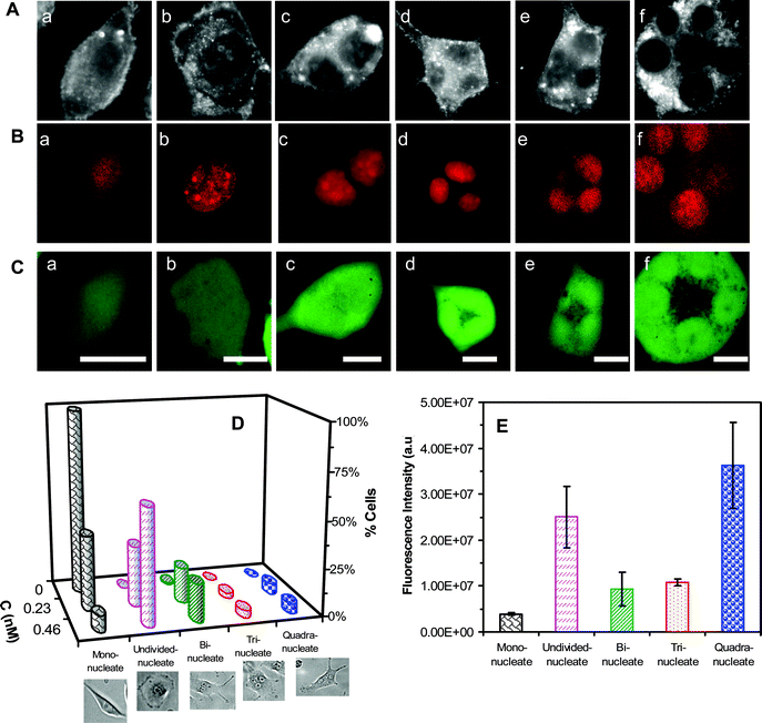 Imaging and study of effects of Ag NPs on nuclear division and viability of single tumor cells. (A) Optical images of the cells cultured on the coverslips in the medium containing 0.46 nM Ag NPs for 72 h, show (a) normal, (b) abnormal and (c–f) undivided cells. (B–C) Fluorescence images of cells in (A), assayed by (B) DRAQ5 and (C) calcein AM, show that (B) giant and multiple nuclei in single cells, and (C) these cells are alive. (D) Plots of histograms of cells with normal and abnormal nuclei, for the cells that are cultured in the medium containing 0, 0.23, and 0.46 nM Ag NPs for 72 h, show normal cells in the absence of NPs, and abnormal cells with giant nuclei and multiple nuclei in the presence of NPs. The percentage of abnormal cells increases with Ag NP concentration. (E) Plot of fluorescence intensity of single cells with normal mono nucleus and abnormal nuclei, assayed by DRAQ5, as those in (B), at each given time shows that single abnormal cells with single undivided giant nuclei or multiple nuclei (two, three and four nuclei) contain much higher amounts of nuclear DNA than single normal cells with mono nucleus. The cells are cultured as described in (D). The scale bar in (A–C) = 20 μm.