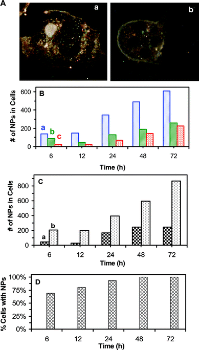 Imaging and characterization of intracellular single Ag NPs in single living tumor cells: (A) Optical images of single cells show NPs accumulated in (a) both the cytoplasm and nuclei of the cells, and (b) in the cytoplasm only. (B) Total number of intracellular (a) blue (5–14 nm), (b) green (14–20 nm) and (c) red (20–32 nm) NPs in 25 cells increases over time. (C) Total number of intracellular NPs in the (a) nuclei and (b) cytoplasm of 25 cells shows more NPs in the cytoplasm. (D) Percentage of the cells with NPs versus time shows that it increases with time and the majority of cells, 69%, 81%, 94% and 100% of cells, have NPs at 6, 12, 24, and 48–72 h, respectively. The cells in (A–D) are cultured on the coverslips in the medium containing 0.46 nM Ag NPs, and imaged at 6, 12, 24, 48, and 72 h, respectively. A total of 25 cells at each given time in (B–D) are analyzed. The scale bar in (A) = 20 μm.