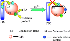 The photophysics of CdS QDs in the absense and presence of Cu2+.