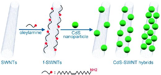 Quantum dots attached to the surface of SWNTs and stabilized by oleylamine. Scheme reproduced with permission from ref. 110. Copyright (2010) American Chemical Society.