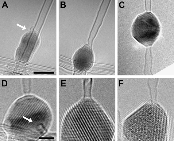 Examples of SWNT–metal contacts. (A and B) Formation of a SWNT–Co junction at 480 °C with 100 keV electrons. (C) SWNT–Co–SWNT junction formed at 620 °C with a 200 keV beam. (D–F) SWNT–metal contacts formed at 480 °C with 200 keV electrons, for Co (D and E) and Pt (F) crystals, respectively. The arrow in (D) points to the cross-section of a SWNT segment attached to a Co crystal. Scale bars: 5 nm in the top row and 2 nm in the bottom row.