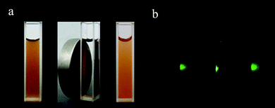 Bright field (a) and dark field under 980 nm excitation (b) photographs of aqueous solution of the as-synthesized Fe3O4/NaYF4 nanocomposites before applying a magnetic field (left), in the presence of a magnet (middle) and redispersed after removing the magenet (right).