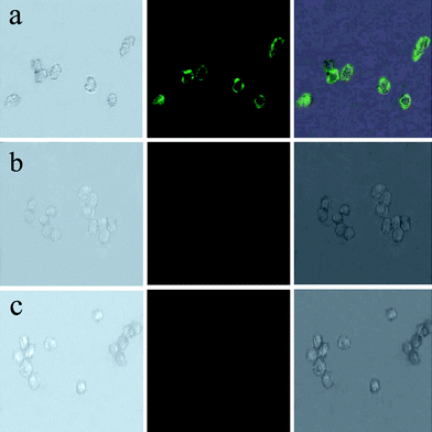 Images of live HeLa cells after being incubated with Fe3O4/NaYF4 nanocomposites biolabeled with transferrin (a), after being incubated with Fe3O4/NaYF4 nanocomposites without transferrin conjugated (b), and without incubating with any nanoparticles (c). In the three panels, the left rows are images in bright field, the central rows represent fluorescent images in dark field and the right rows are the overlays of the left and central rows.