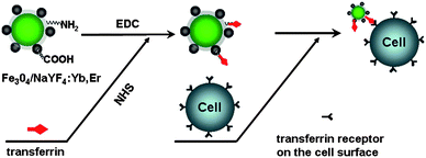 Diagram for biolabelling of HeLa cells with Fe3O4/NaYF4 nanocomposites using EDC/NHS coupling chemistry.