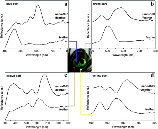 The reflection spectra of nano-CdS/feathers and original feathers at normal incidence and normal reflection. The 2D PhC structural parameters vary in different parts: (a) blue, (b) green, (c) brown and (d) yellow parts in the eye region of the tail feathers. (The colors correspond to original feathers as indicated in the photograph).