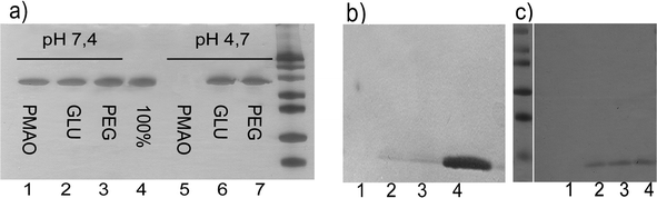 SDS PAGE analysis performed to study the protein adsorption on the NPs: a) supernatants of the BSA adsorption carried out on PMAO NPs (lane 1 and 5), glucose NPs (lanes 2 and 6) and PEG NPs (lanes 3 and 7) at pH 7.4 and 4.7 respectively. When compared with the input (100% of applied BSA, lane 4) it appears clear that at pH 7.4 none of the NPs adsorbed any protein, as all the protein remains in the supernatant. However, at pH 4.7, PMAO NPs adsorbed all the protein, but not PEG or glucose NPs, indicating that the PMAO coating needs further functionalization; b) supernatants of the lysozyme adsorption on the different NPs: PMAO NPs (lane 1), NPs functionalized with 11 μmoles of glucose per mg of NP (lane 2) and NPs functionalized with 5 μmoles of PEG per mg of NP (lane 3). Lane 4 corresponds with the total amount of lysozyme applied. As it can be observed, the adsorption of this protein can not be prevented in any of the cases. c) Supernatants of the lysozyme adsorption on the different NPs: PMAO NPs (lane 1), NPs functionalized with 22 μmoles of glucose per mg of NP (lane 2) and NPs functionalized with 13 μmoles of PEG per mg of NP (lane 3). Lane 4 corresponds to the total amount of lysozyme applied. In this case, lysozyme is only adsorbed on the PMAO NPs, where in the other ones it is completely prevented due to the correct functionalization of the surface.