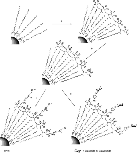 a) Functionalization of the magnetic NPs with PMAO. b) Hydrolysis of the polymer coating with NaOH 0.05 M. c) PEG and d) carbohydrate modification of the carboxylic acids from the surface of the polymer.