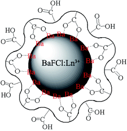 Schematic illustration of PAA-coated BaFCl nanoparticles. Partial carboxylic groups bind to the nanoparticle surface and the others extend into the surrounding water, rendering the nanoparticles water-soluble.