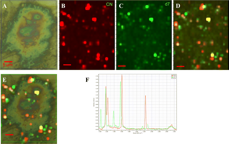 Multiplexed imaging of β2-adrenergic receptor and caveolin-3 on the surface of a rat cardiomyocyte using MMBN and DMMB functionalized silver NPs. (A) A bright field optical image of a cell. Deconvoluted images of the β2-AR receptor distribution labeled with MMBN-NPs (B) and the cav3 receptor distributions labeled with DMMB-NPs (C). (D) An overlay of (B) and (C) which shows all the labeled β2-AR and cav3 receptors. (E) Overlay of the (A) and (D) showing the location of labeled receptors on the cell surface. (F) The model spectra of MMBN and DMMB used in the image deconvolution. All scale bars are 5 µm.