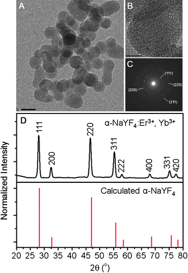 (A) TEM image of the NaYF4:Er3+, Yb3+ nanoparticles (scale bar = 20 nm). (B) High resolution TEM image showing lattice fringes (scale bar = 20 nm). (C) Selected area electron diffraction (SAED) pattern showing the cubic structure of the NaYF4:Er3+, Yb3+ nanoparticles. (D) (Top) X-Ray diffraction (XRD) pattern of NaYF4:Er3+, Yb3+ nanoparticles. (Bottom) Calculated line pattern for α-NaYF4 shown for comparison (JCPDS: 6-0342).