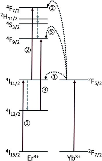 The energy level diagrams of the Er3+/Yb3+ dopant ions as well as the mechanisms responsible for the upconversion process following excitation with 980 nm. The arrows pointing upwards represent energy absorption, dotted arrows represent multiphonon relaxation (non-radiative decay), and the curved arrows represent energy transfer. Note: only relevant energy levels of Er3+ are shown for simplicity.