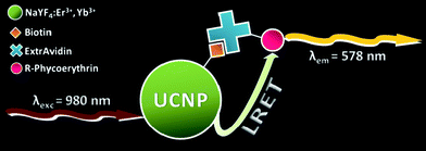 Schematic representation of the upconversion nanoparticle–R-Phycoerythrin system.