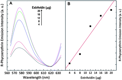 (A) R-Phycoerythrin emission at 578 nm following sensitized via LRET from upconverting NaYF4:Er3+, Yb3+ nanoparticles excited with 980 nm. (B) Graph showing the sensitized R-Phycoerythrin emission as a function of ExtrAvidin.