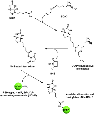 Mechanism for the conjugation of biotin to the upconverting NaYF4:Er3+, Yb3+ nanoparticles.