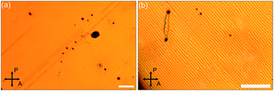 Parallel convection rolls due to electrohydrodynamic instabilities in FELIX-2900-03 doped with 5% (by weight) of dodecylthiol-capped Au-nanoparticles at an applied DC bias of 30 V. (a) Magnification 10×, (b) magnification 32×. The white bars represent 100 microns; the convection rolls have a spacing of 8–9 μm.