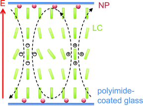 Simplified, schematic drawing showing the gold nanoparticles at the interface as well as the principle, nanoparticle-induced formation of convection rolls.