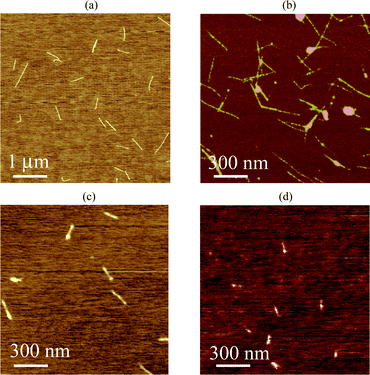 Typical AFM images of fractionated samples: fr1 (a), fr2 (b), fr3 (c) and fr4 (d).