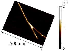 AFM image of (dA)20/(dT)20/SWNT hybrid (fr2).