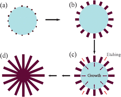 Schematic illustration of the proposed growth mechanism of the TiO2 nanostructures. (a) Formation of TiO2 particles at the early stages of the reaction; (b) aging process of the TiO2 particles; (c) continuous aging and concentrated nitric acid etching process; (d) the solid particles are subject to outside-in ripening and form 3D TiO2 architectures.