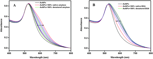 UV-vis spectra of citrate-stabilized Au NPs before and after addition of protein solution with increasing mole fraction of the native form of (A) α-amylase and (B) BSA. The arrows in the Figures show the increasing mole fraction of the native form.