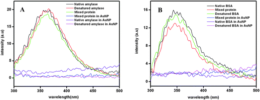 Fluorescence spectra of various compositions of (A) α-amylase and (B) BSA, in the presence and absence of citrate-stabilized Au NPs.