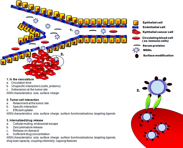 Critical parameters to be accounted for in the design of MSNs for targeted cancer therapy.