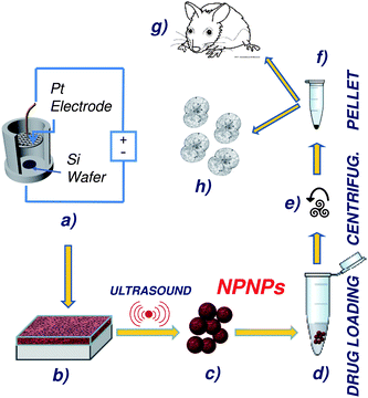 Schematic representation of the overall process, from nanoparticle fabrication, to drug loading and administration. (a, b) Nanoporous silicon film is obtained from a silicon wafer through a well-defined electrolytic process; thanks to a controllable employing of ultrasound, the nanoporous film can be disjointed to obtain nanoporous nanoparticles of desired size (c). After filtration, host molecules are loaded on the nanoparticles by incubation (d), and the excess of drug can be recovered by centrifugation (e). The obtained nanoparticles with drug embedded (pellet, (f)) can be stored or administrated (g, h).