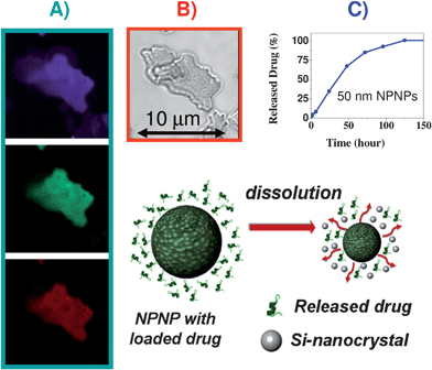 Multivalent drug loading and release of the NPNPs. (A, B) Confocal images of a NPNPs with two fluorophores simultaneously embedded: in panel A, fluorescein signal, cadaverine signal, and intrinsic luminescence of the NPNP are visible on purple, green, and red channel, respectively. In panel B, the same sample of NPNPs dropped on a slide is shown on transmission channel. (C) Release profile under physiological condition (PBS solution, 37 °C) of fluorescein loaded on NPNPs.