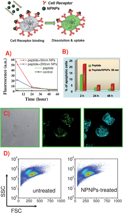 
            In vitro targeting ability, therapeutic effects, and toxicity of the peptide/NPNPs. (A) Flow cytometry analysis of uptake on A20 cells of pA20-6-FITC with and without the help of NPNPs of different sizes. (B) Apoptotic effect of pA20-6 on A20 cells with and without the help of nanocarrier (calculated through cell cycle analysis). (C) Confocal images showing the binding of pA20-6-FITC/NPNPs on A20 cells. From left to right: transmission, green, and cyan channels show A20 cells, pA20-6-FITC/NPNPs distribution, and nuclear staining (Hoechst S769121, Invitrogen), respectively. (D) FSC/SSC (front/side scattering) plot of A20 cells treated with pA20-6/NPNPs and untreated. Between the two samples there aren't any differences, indicating that NPNPs did not affect cell morphology and viability (no apparent toxicity).