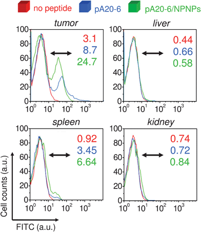 
            In vivo biodistribution. Flow cytometry analyses of different tissues of Balb/c mice treated with pA20-6 with and without the help of nanocarriers. The percentages of cells, positive for peptide binding, are indicated in graphs (after 4 h from the administration).