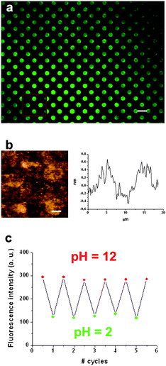 (a) Fluorescence image of a 170 × 130 μm2 area of multiple dots of fitc of 5 μm in diameter deposited on a functionalized glass substrate by μCP. Scale bar is 10 μm. (b) Contact AFM image and height profile of a 2 × 2 array of dots of the same sample. Scale bar is 2.5 μm. In (c), the reversible fluorescence emission response of the fitc array upon consecutive cycles of pH variation is shown, for which the sample was immersed into buffered solutions of pH 2 and pH 12. The fluorescence intensities plotted were obtained by averaging the signal of the same dots each time and were background-corrected.