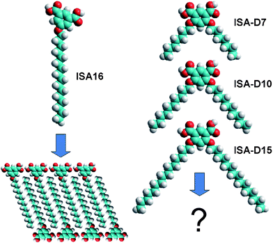 Left: Molecular model (Hyperchem) of 5-hexadecyloxy-isophthalic acid and its self-assembly pattern at the Au(111)–water interface under potential control. Right: Molecular models (Hyperchem) of the 4,6-dialkoxy-isophthalic acids under investigation.