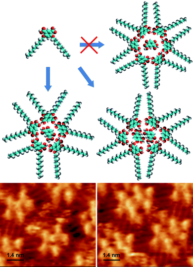 Top: Tentative molecular models of the supramolecular motifs formed by ISA-D10, in accordance with the STM data shown at the bottom; left: cyclic pentamer hosting one isophthalic acid molecule; right: cyclic hexamers hosting two isophthalic acid molecules.